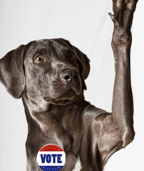 dog - voting